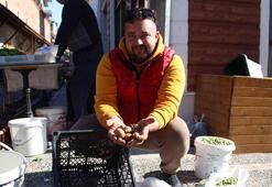 Aydın dağlarında kendiliğinden yetişiyor! Halk arasında 'muşmula' olarak biliniyor: Kilosu 50 TL'den satılıyor