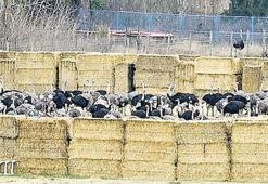 Devekuşlarına kurşun yağmuru!