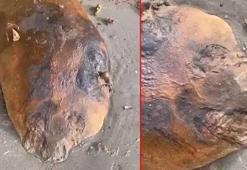 Tekirdağ şaşırtan görüntü! Gizemli deniz canlısı sahile vurdu