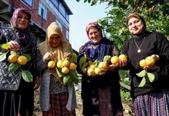 Kışın en doğal şifa kaynağı: Sobanın yanında kurutuluyor, kalp sağlığından bağışıklığa birçok fayda sunuyor