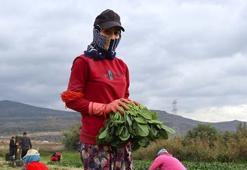 Tarlada kilosu 6 TL ama pazarda 40'a satılıyor! Kış aylarının favori sebzesi: Demir değerlerine zirve yaptırıp kemikleri betona çeviriyor!