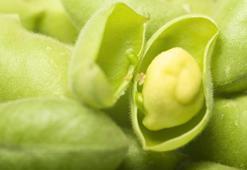 Gaz sıkışması ve kabızlığa neden oluyor! Faydalı diye yiyoruz ama bağırsakları tıkıyor