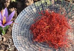 Arayanlara çare olmak için üretti! Eşinin hastalık sürecinde bulamadığı bitkiyi yetiştirmeye başladı, şifa dağıtıyor!