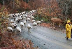 17 yıldır aynı yol, aynı gelenek! Bolu'da yaylalardan köylere göç başladı