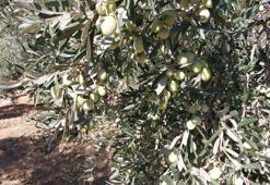 Vücudu baştan aşağı yenileyen besinde hasat bolluğu! Faydaları saymakla bitmiyor, günde bir kaşıkla mucizeler yaratıyor