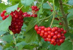 Kalbin şifası Kayseri’den çıkıyor! Bilim insanları açıkladı: Bu meyvedeki bileşikler damar yaşlanmasını yavaşlatabilir