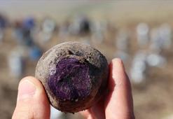 Ağrı'da hasadı devam ediyor! Diyabet ve tansiyonun doğal şifa kaynağı, 70 derdin devası