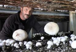Metropol stresinden kaçtı, Oltu’da kurduğu mantar çiftliğiyle üretimde rekora koşuyor