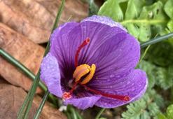 'Dünyanın en pahalı baharatı' için hasat takvimi şaştı! Bilinmeyen faydalarıyla şaşırtıyor, bir tutamıyla şifa saçıyor