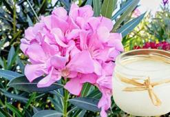 Ölmüş çiçekleri bile canlandıran bakım! Yeniden kendine getirip çiçek açtırıyor, 1 parçası bile yeterli oluyor!