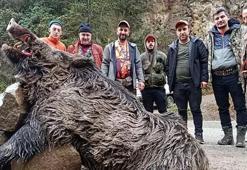 Trabzon'da 300 kilo ağırlığındaki dev domuz avlandı