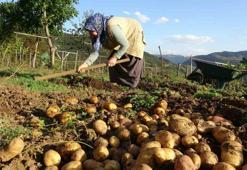Kasım ayında patates tüketimine dikkat: Filizlenmiş ve yeşermiş patates zehirli olabilir