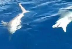 Hatay'da amatör balıkçı gördüğü manzara karşısında şoke oldu