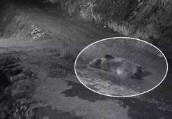 Mahallelinin kabusu olmuştu! Evinin önünde gören vatandaş kamyonetle peşine düştü