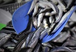 Hamsi azaldı, fiyatlar yeniden yükselişe geçti