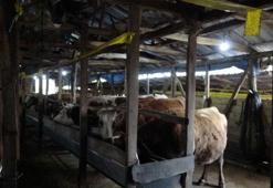 İstanbul'da şap alarmı: Şile'de 3 köy karantinada, 18 mahalle gözetim altında