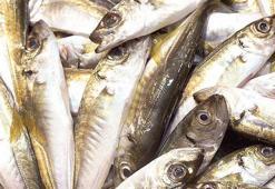 Vatandaş hamsi ve istavrite doydu