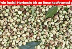 Ege’nin saklı lezzeti: Doğal bir şifa deposu, damarları temizleyip kolesterolü dengeliyor