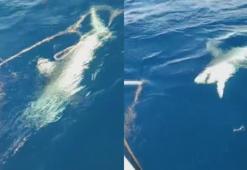 Hatay'da oltaya takılan dev köpek balığı balıkçıları korkuttu