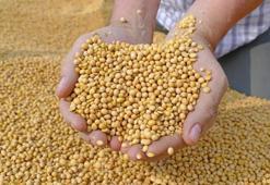 “Kemikleri adeta çelik gibi güçlendiriyor”: Uzmanlar soya sütü gerçeğini açıkladı