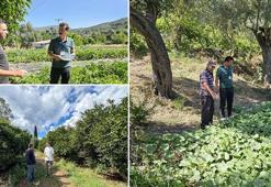 Bodrum'da hasadı başladı! Hem doğanın armağanı hem kültürel miras