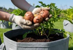 Saksıya dikin, 70 gün sonra kendi patatesinizi hasat edin: Uzmanların açıkladığı yöntemle markete para vermeyin