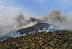 Aydın’da orman yangını! Rüzgarın etkisiyle alevler kontrolden çıktı