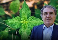 İbrahim Saraçoğlu'nun favorisi! Demir depolarını zirveye taşıyıp gribin kökünü kazıyor! Kanı tertemiz yapan bitki