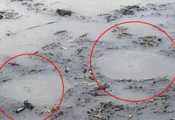 Efteni Gölü'nde esrarengiz olay! ‘Merak ve şaşkınlık içerisindeyiz’