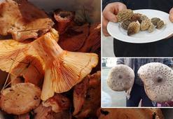 Saatler içerisinde karaciğer ve böbrek yetmezliğine ilerleyebilir! Doğada yetişiyor diye güvenmeyin