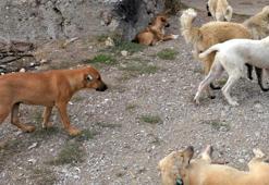 İstanbul'da sokak köpeği beslemek yasaklandı! Valilikten yeni karar