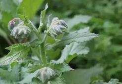Karadeniz’in gizli lezzeti yeniden gündemde: Tek tek toplanan hodan otunun kilosu neden bu kadar değerli?