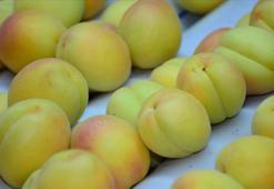 Kalbe en etkili ilaç! Demir emilimini artırıyor, diyabete iyi geliyor