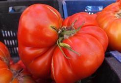 Kahvaltının vazgeçilmezi şifa değil zehirmiş! Domates yerken bir kez daha düşünün