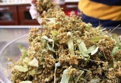 Doğadan miras balgam söktürücü! İbrahim Saraçoğlu öneriyor: Çayını yapıp bardak bardak tüketin, doğal öksürük şurubu