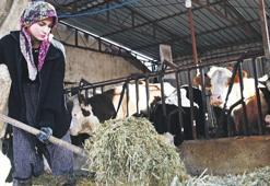 Üniversiteli çiftçi