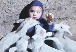 Kuzular beni yiyor!