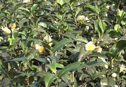 45 günde toplanıyor! Kilosu 6 bin TL'den satılıyor: Karadenizlilerin yeni gelir kapısı