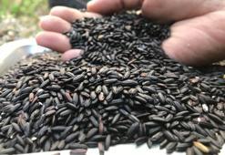 Asırlık Çin besini dünyada popüler oldu! Karaciğer yağlanmasını azaltıyor, demir deposu gibi çalışıyor