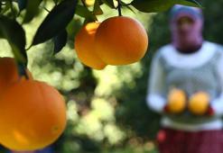 Almanlar almak için sıraya girdi! Günde 500 ton hasat ediliyor: Türkiye'den kilo kilo satılıyor