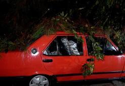 Antalya'da yağmur ve şiddetli rüzgar! 10 metrelik ağaç devrildi: İki araç ve bina zarar gördü