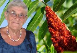 Canan Karatay'ın favorisi! Ilık suya katıp içince karaciğere reset atıyor, bağırsakları resmen motora çeviriyor!