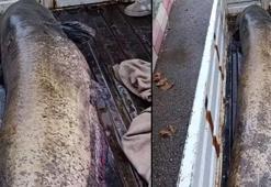 4 kişi yardım etti gören şoke oldu! ‘Böylesini hayatımda görmedim'