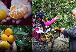 Ordu'da hasadı başladı! Kilosu 20 TL: Üreticilerin yüzünü güldürürken, pazarlarda da kapış kapış satılıyor!