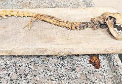 55 santimetrelik gizemli iskelet