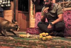 'Tilko' ismini verdiği tilkiyi bisküvi ile besliyor