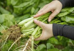 Herkesin konuştuğu sebze pazı! Kışın kahramanı: Enerji ve zindelik kazandırıyor