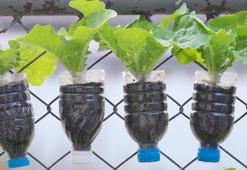 Çöpe atarken düşünün! İster yeşillik ek, ister çiçek büyüt: Bir plastik şişe yetermiş