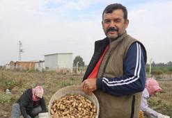 Hatay'ın vazgeçilmez lezzeti! İmece usulü toplanıyor: Kilosu 60 TL