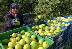 Limonun başkentinde hasat zamanı! Bahçede kilosu 40 TL: C vitamini kaynağı